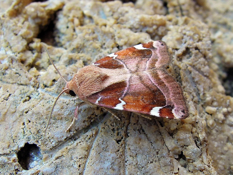 Cosmia diffinis (Noctuidae)